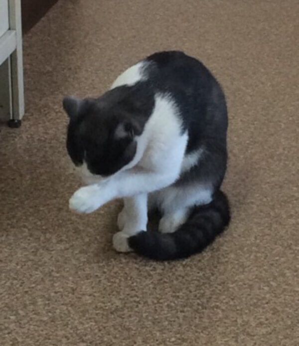 白黒の猫
